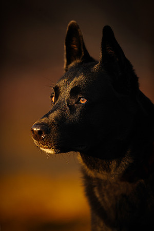 Bella