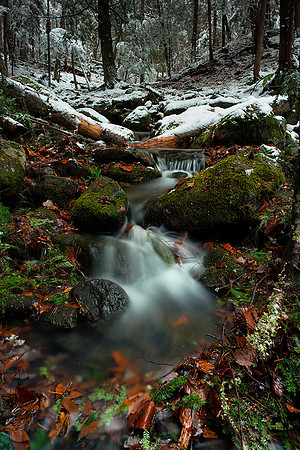 Cascading through the Forest