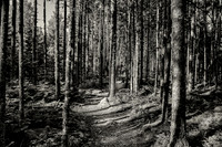 Through the Woods