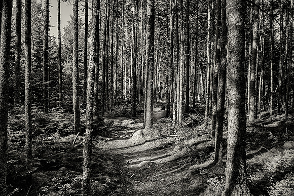 Through the Woods