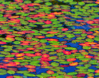 Nature's Pattern