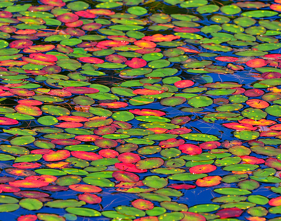 Nature's Pattern