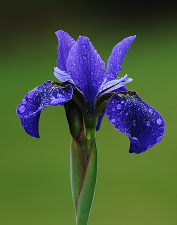 Iris