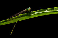 Damselfly