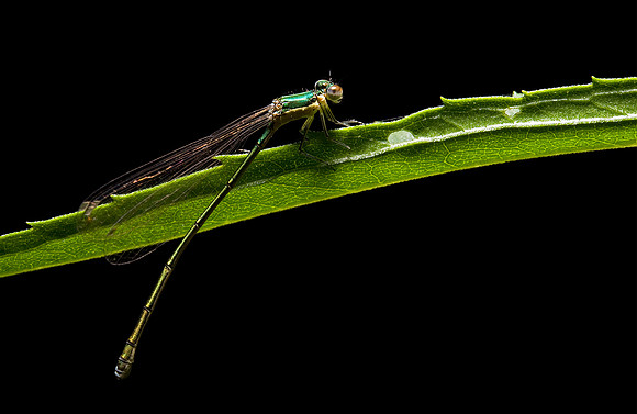 Damselfly