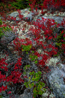 Mossy Rocks