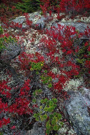 Mossy Rocks