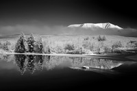 Three Trees