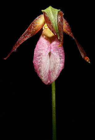 Lady's Slipper