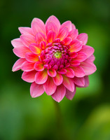 A Burst of Color