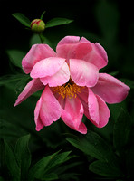 Peony