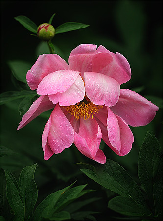 Peony