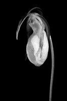 Wildflower