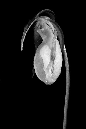 Wildflower